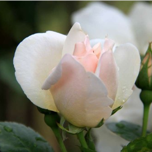 Rosa  Jacqueline du Pré - biały  - róże rabatowe floribunda